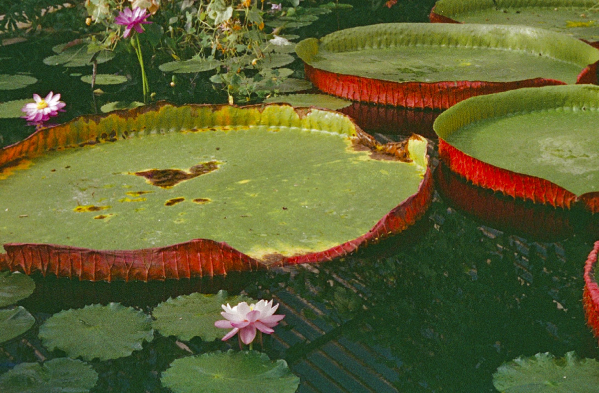 Massive green and red lily pads float on the surface of a pond, with delicate pink lotus flowers blooming around them.