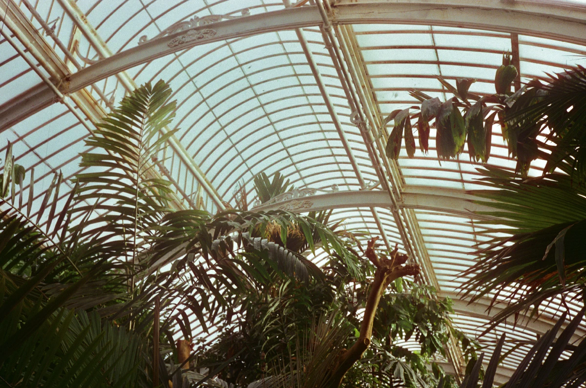 Large tropical leaves reach toward the arched glass ceiling, sunlight filtering through the misty glass.