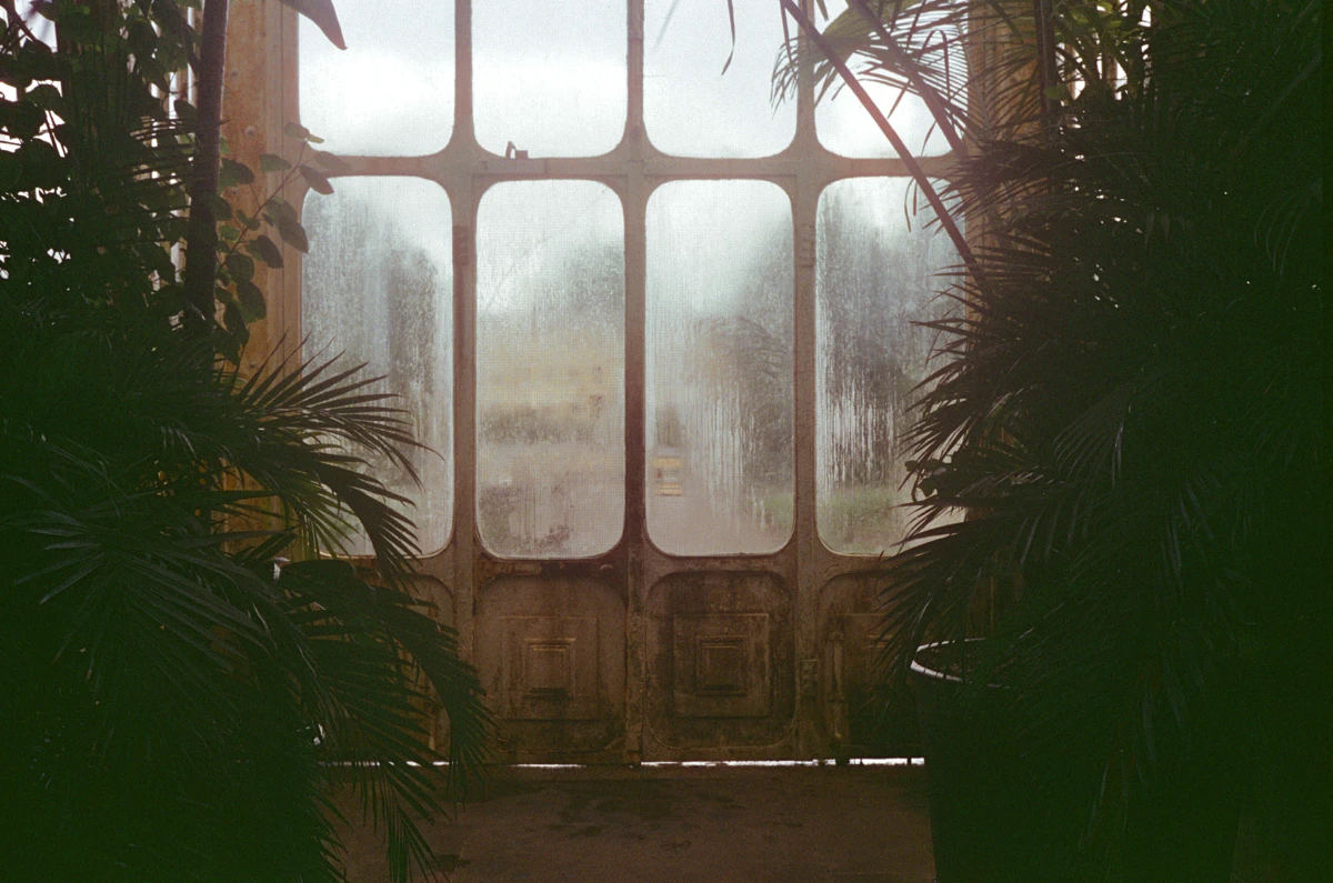 Fogged glass doors inside a greenhouse, framed by lush palm leaves.
