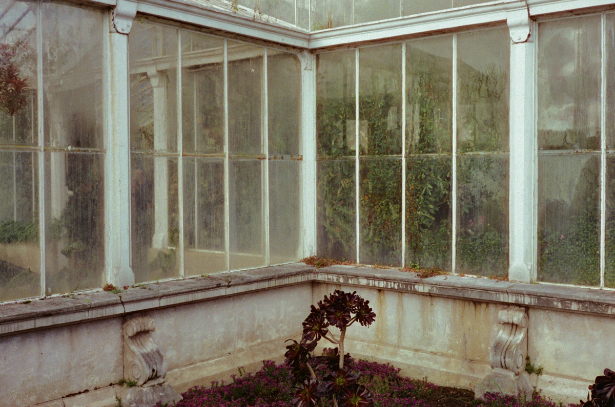 A weathered glass greenhouse with streaked windows, the interior dense with plants.