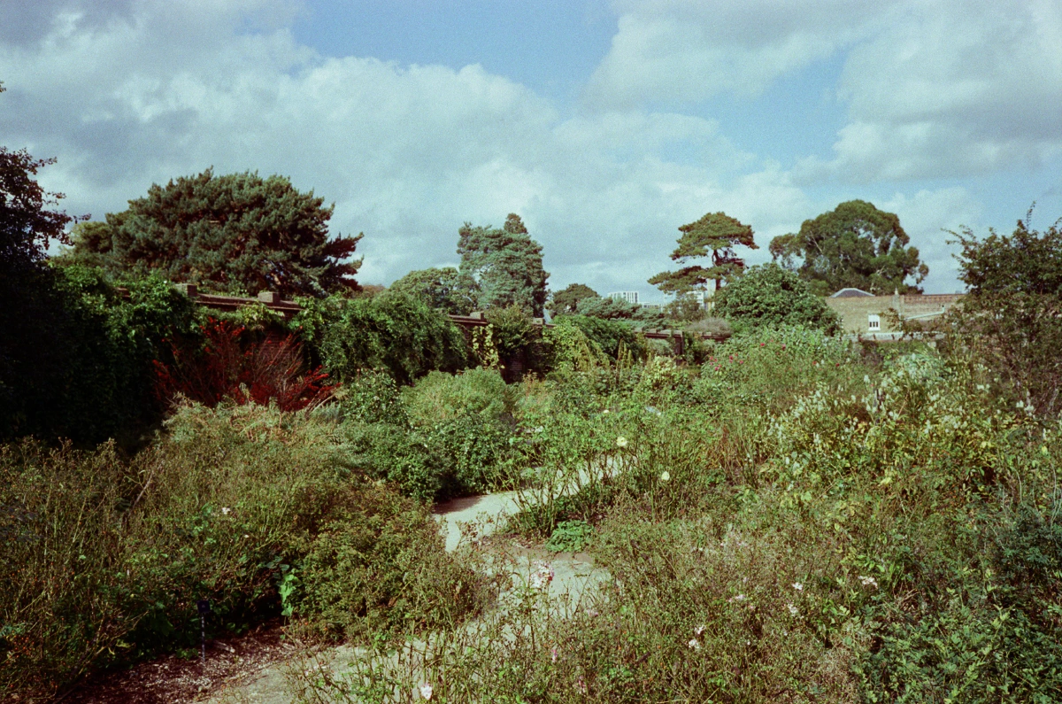 Overgrown garden with winding dirt paths, filled with wildflowers, bushes, and towering trees.