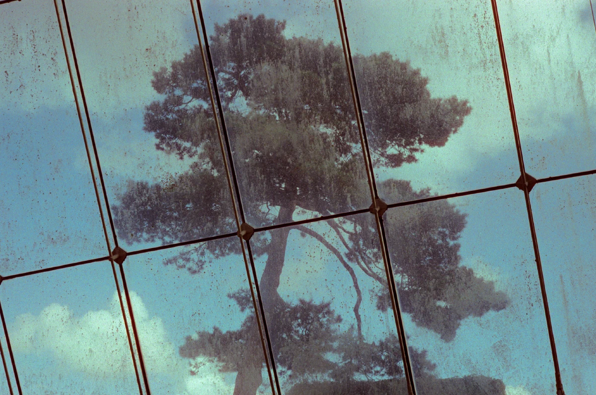A tall pine tree seen through the glass roof of a greenhouse, with the view softened by dust and raindrops on the glass.