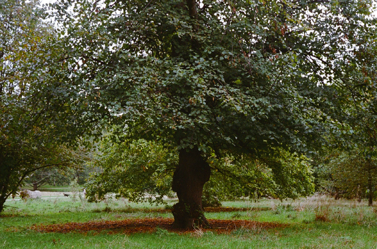 A large tree with a thick trunk, its branches stretching wide over a patch of grass, with fallen leaves scattered around.