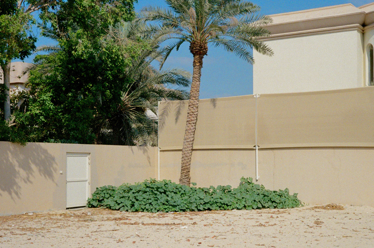A beige wall with a small white door, a palm tree, and lush greenery surrounded by a sandy ground under a clear blue sky.