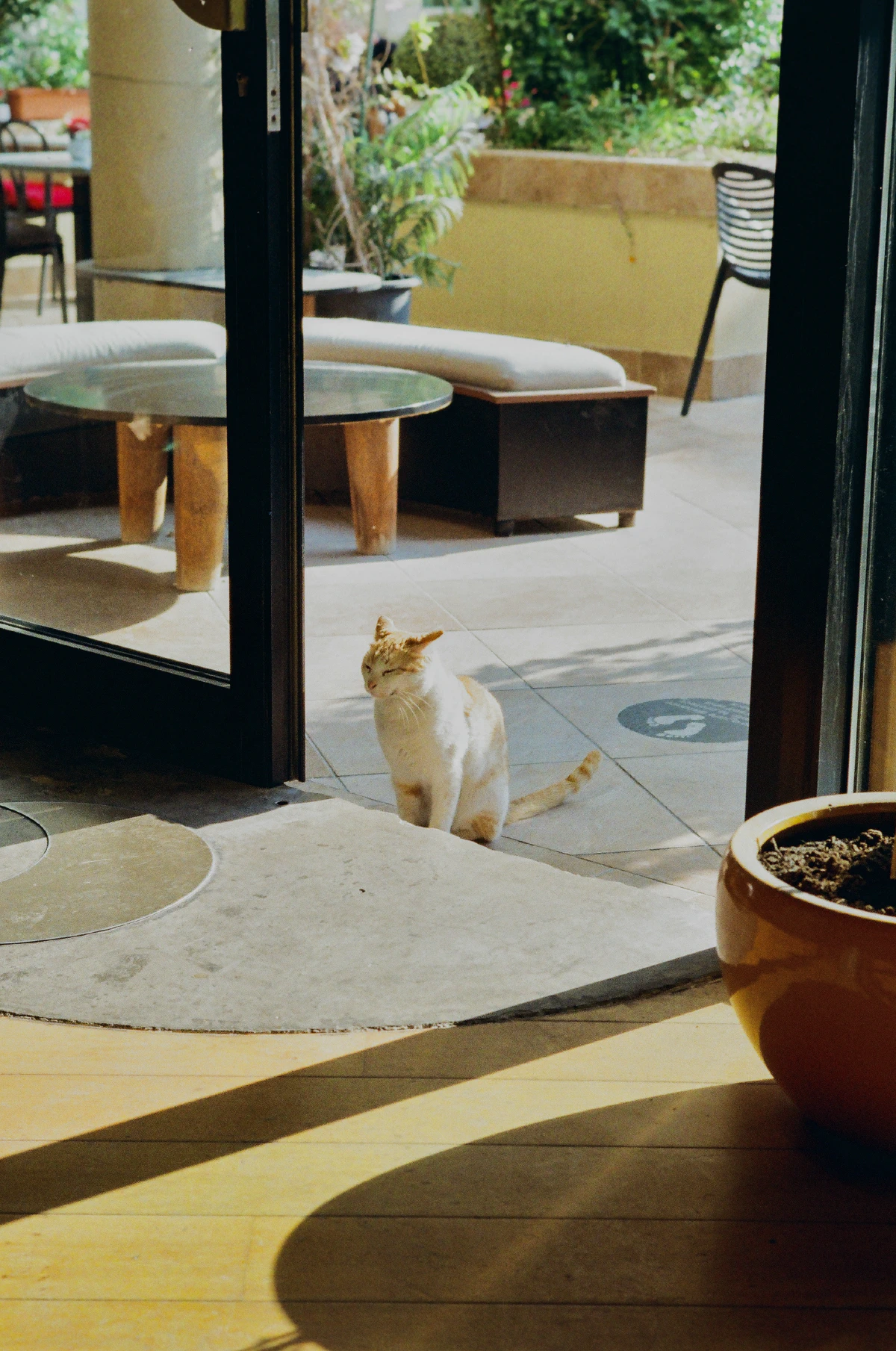 A white and brown cat sitting near an open glass door, with outdoor seating and greenery visible in the background.