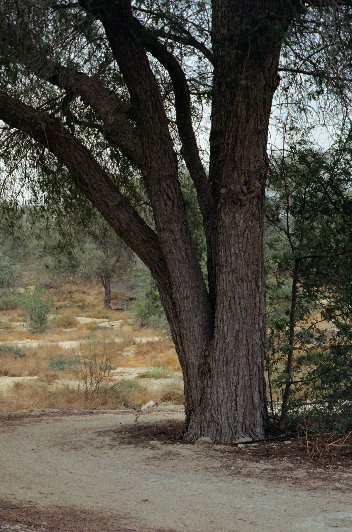 A large tree trunk with sprawling branches, surrounded by dry grass and scattered greenery in a desert-like setting.