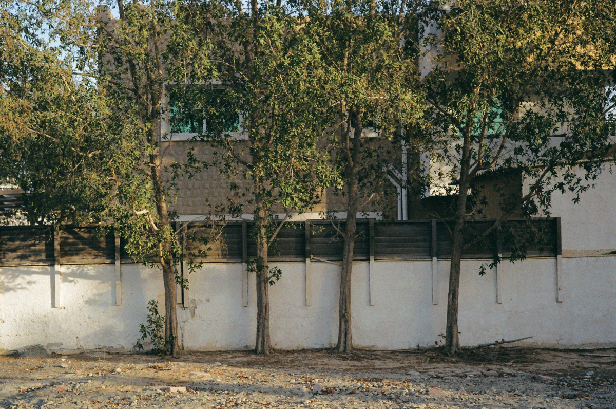 Four slender trees with sparse leaves standing in front of a white wall and a beige building, with a rocky, uneven ground in the foreground.