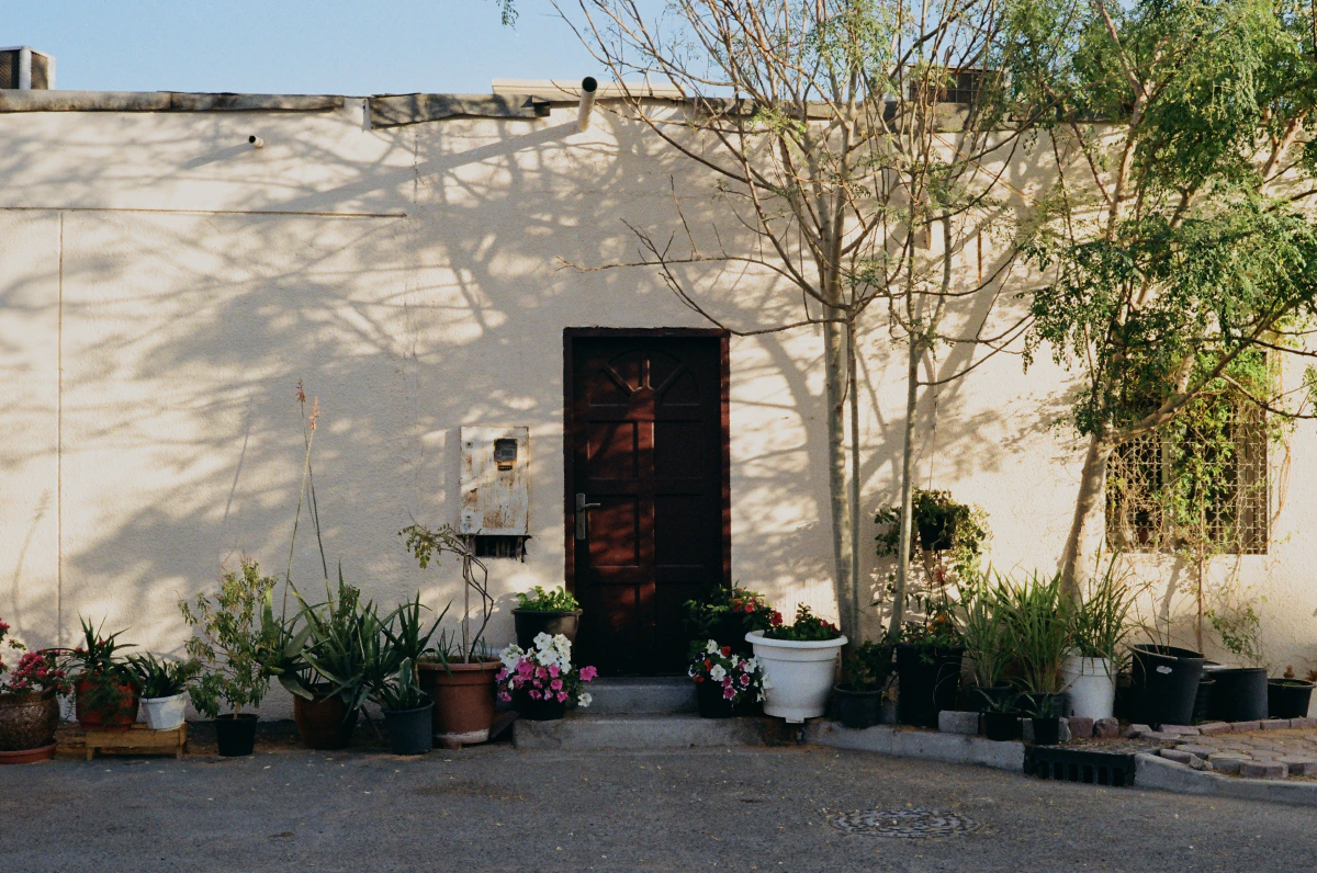 A beige wall with a dark brown door, surrounded by potted plants and small trees, with shadows of branches cast on the wall under bright sunlight.