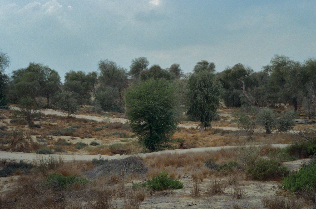 A desert landscape with scattered green shrubs and trees, sandy paths, and a cloudy sky overhead.