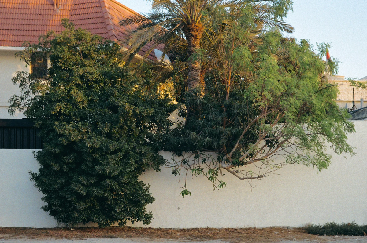 A white wall surrounded by lush green foliage, including a dense tree and a tall palm tree, with a house featuring a red-tiled roof partially visible behind.