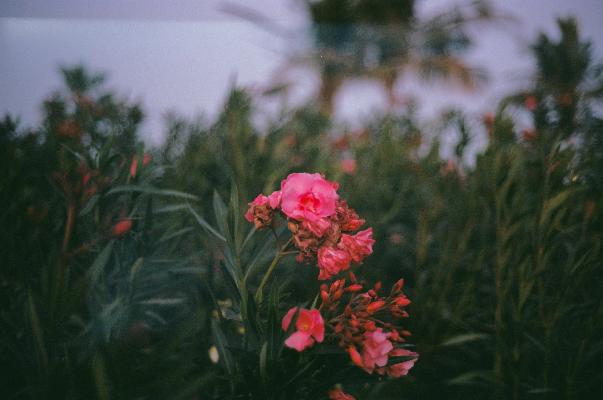 A close-up of pink oleander flowers in full bloom, their petals soft and delicate against a lush green backdrop.