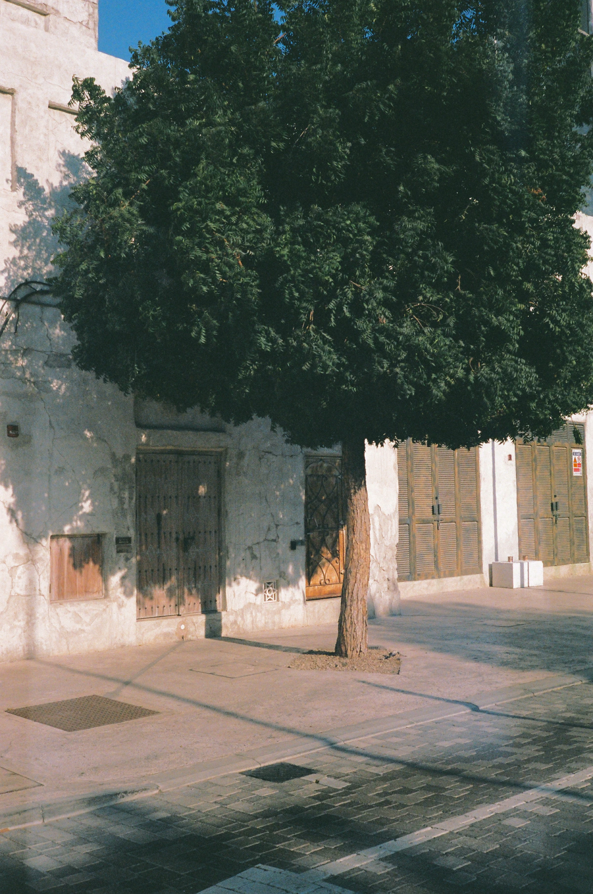 Lone tree with dense, dark green foliage stands in front of an old, weathered building with wooden doors and shuttered windows. The late afternoon sunlight casts long shadows across the textured façade and cobbled street, creating a warm, nostalgic atmosphere.