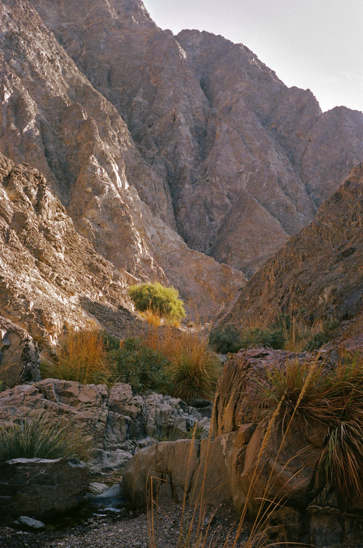 Towering rocky mountains at the Al Dahir trail in Fujairah, UAE, with golden sunlight casting sharp contrasts on their rugged surfaces. Clusters of dry grass and a single green tree add life to the arid landscape.