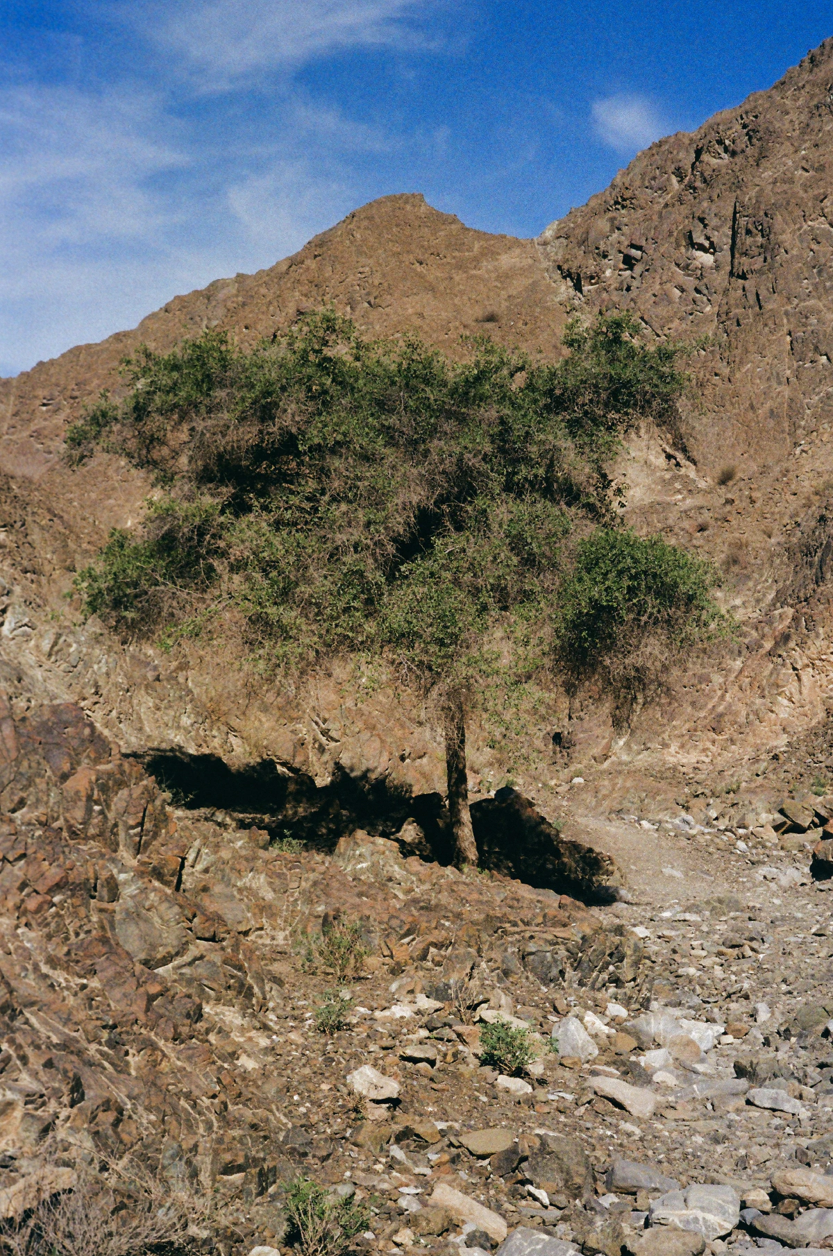 A single tree grows from rocky ground, its branches casting a dark shadow against the sunlit mountainside.