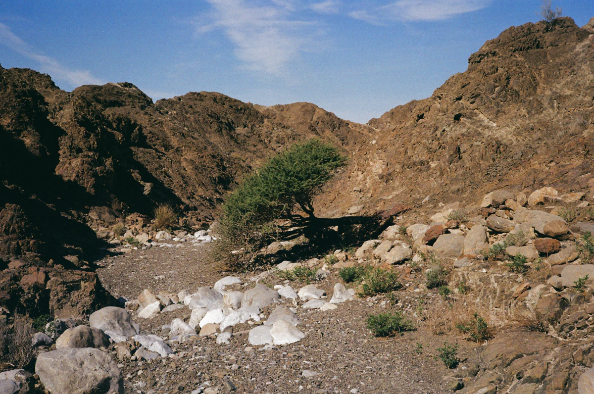 A small tree with a wide, wind-swept canopy grows low to the ground among desert rocks and sparse vegetation.