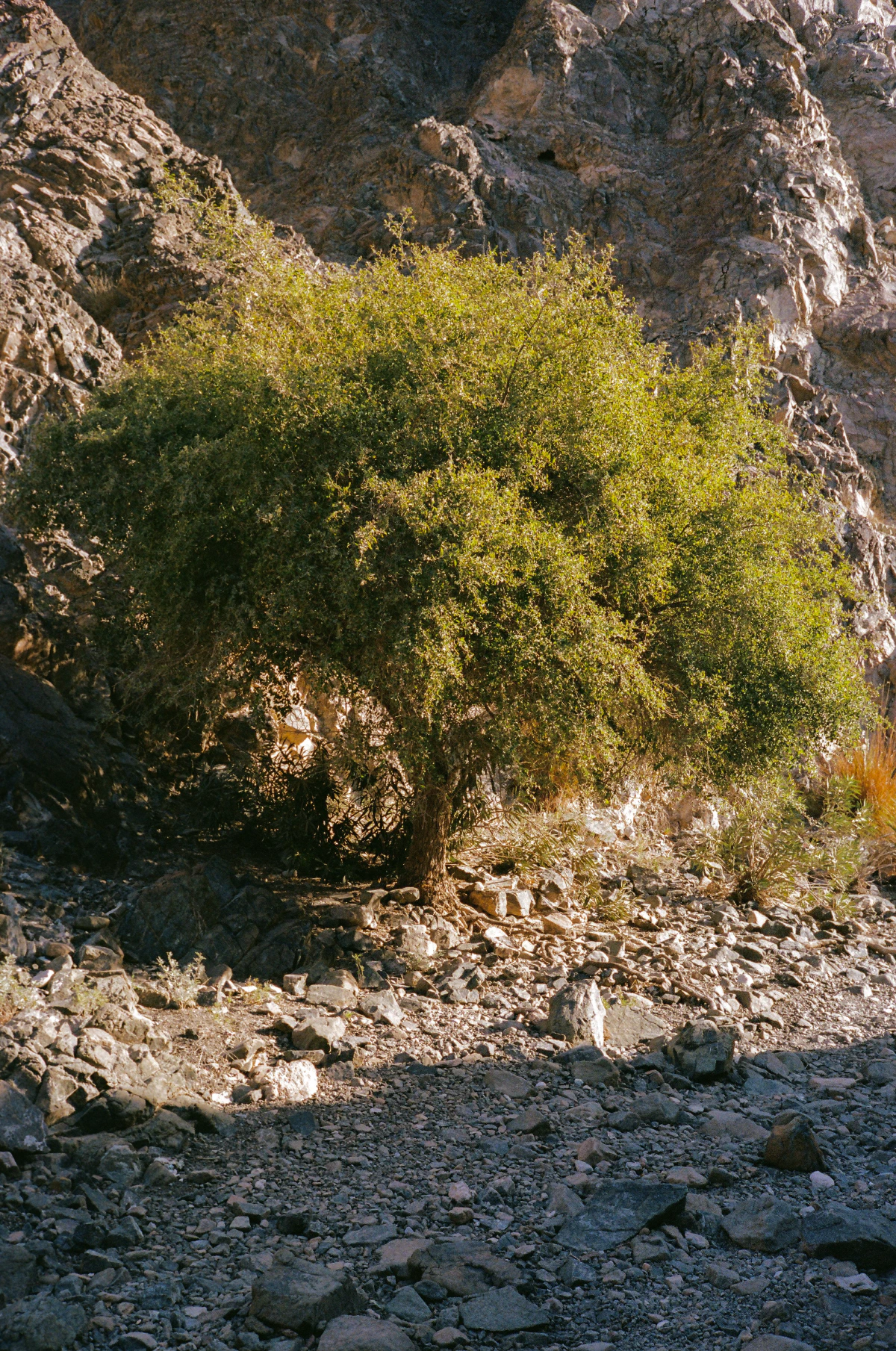 A lush green tree, full with dense foliage, stands out against the surrounding rocky desert landscape and bare mountain slopes.
